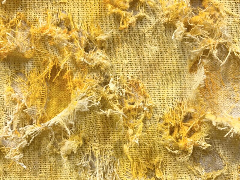 藤本純輝（Atsuki Fujimoto）個展「高原に咲く」